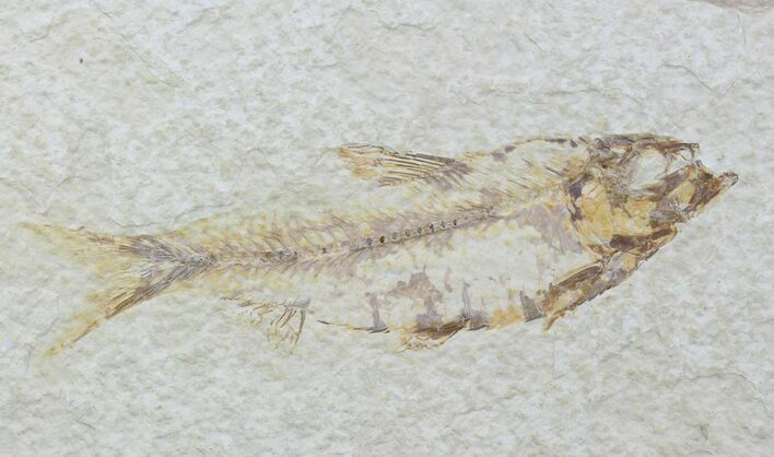 Bargain, Fossil Fish (Knightia) - Wyoming #88580